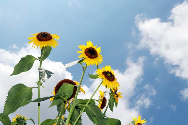 6月中の梅雨明け
